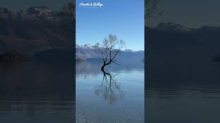 🇳🇿 The Wanaka Tree  Lone Tree of Lake Wanaka New Zealand [upl. by Ynogoham]