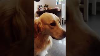 Voici le chien le plus intelligent du monde😆❤️ [upl. by Aztiray871]