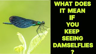 WHAT DOES IT MEAN IF YOU KEEP SEEING DAMSELFLIES [upl. by Godfree]