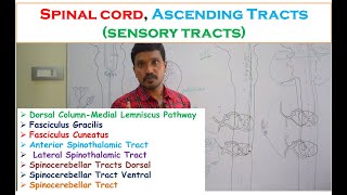 Spinal cord Ascending Tracts sensory tracts Fasciculus Gracilis Cuneatus Spinothalamic tracts [upl. by Trilbee]