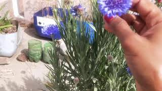 How to grow and care cornflower plant in winter and summer care [upl. by Lillywhite465]