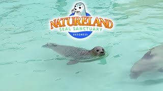 NATURELAND Seal Sanctuary Skegness DISABILITY ACCESS [upl. by Othilia]