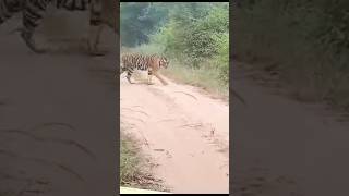 🐅Bandhavgarh National park tiger today morning 🐯tala zone 🐯trending viralshort wildlife tiger [upl. by Nylannej897]