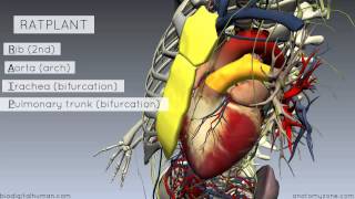 Sternal Angle  Angle of Louis  3D Anatomy Tutorial [upl. by Certie]