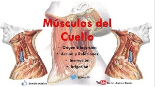 Anatomía  Músculos del Cuello Inserción Inervación Irrigación y Acción [upl. by Hemetaf]