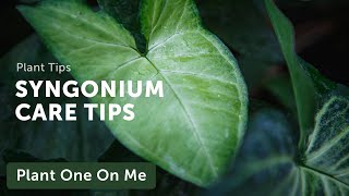 Ultimate SYNGONIUM Arrowhead Vine CARE Guide — Ep 208 [upl. by Thomsen]