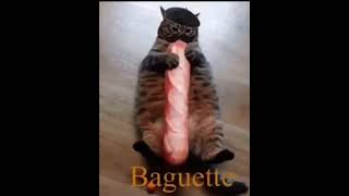 1 Hour French Kerosene Baguette Cat [upl. by Zerla]