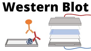 Western Blot  Protein Immunoblot explained [upl. by Jasmina]