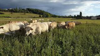 paturage de couvert en été [upl. by Anya]