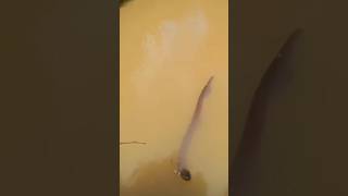 Electric Eel fishingwao fish fishing elecriceel [upl. by Elisha]