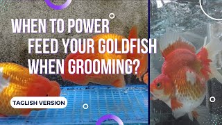 When to Power Feed your Goldfish in Grooming  Taglish Version [upl. by Emanuel547]