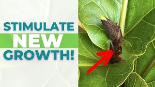 4 EASY Tips to Stimulate NEW GROWTH on Your Fiddle Leaf Fig [upl. by Lapham]