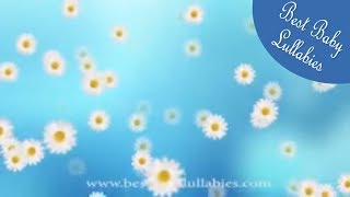 DAISIES LULLABY for Babies To Go To Sleep  Hypnotic Soothing Baby Music For Bedtime [upl. by Auohs]