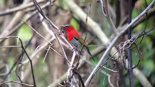 Amazing bird song or call Crimson Sunbird calling female video by bird guide [upl. by Diver548]