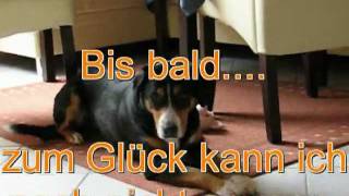 Hundetricks Tricksammlung Entlebucher Sennenhund Lucy Tricks Haushaltshilfe Hundetraining [upl. by Rengia347]