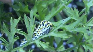 Swallowtail caterpillar extruding horns [upl. by Zap274]