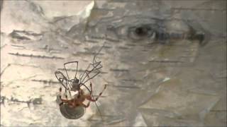 BUGWARS ORB WEAVER VS DADDY LONG LEGS [upl. by Elbertina]