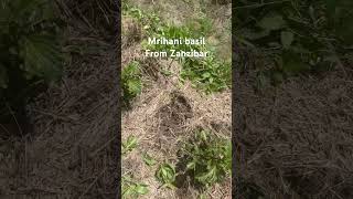 Mrihani basil from Zanzibar [upl. by Nauqit117]