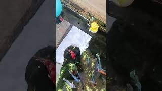 Ikan Cupang Lagi Pada Kumpul Tapi Aku Malah Dapet Si Botak Kuning Bau Ketek 😤😡 [upl. by Ennahgiel]