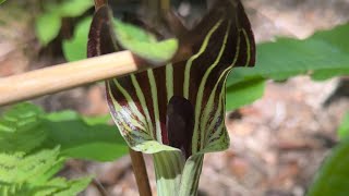 Jackinthepulpit [upl. by Darleen]