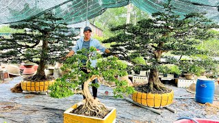 Long bonsai 76 0965443636 chào bán nhiều tác phẩm bonsai Đẹp giá trị sưu tầm [upl. by Naegem]