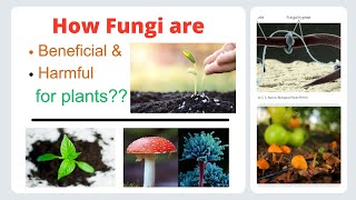 Harmful and beneficial aspects of fungi [upl. by Stoecker]