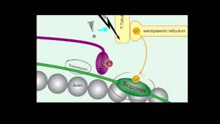 Tropomiozyna i troponina [upl. by Alick]