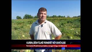 KURBIN DËSHTOJNË FERMERËT NË FUSHË KUQE [upl. by Won]