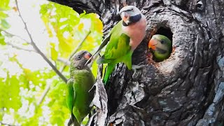 Breakfast time for Nesting REDBREASTED PARAKEETS Chicks [upl. by Nina]