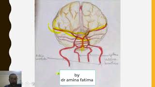 polygone de willis et vascularisation de lencéphale [upl. by Yraillih544]