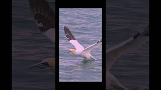 The Majestic Divers Discovering Northern Gannets in Flight [upl. by Stagg]