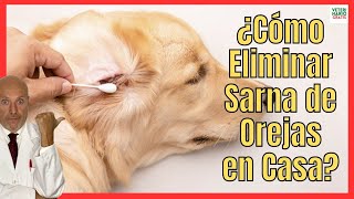 ¿CÓMO CURAR LOS ÁCAROS DE LA SARNA EN LAS OREJAS DE LOS PERROS CON TRATAMIENTO CASERO [upl. by Coward438]