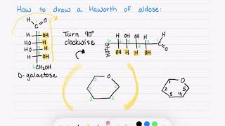 203 How to Draw the Haworth Structure of an Aldose [upl. by Bud]