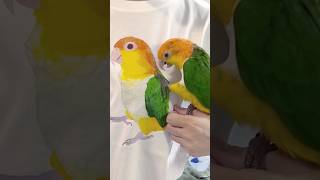 【シロハラインコ】愛情表現 Shorts シロハラインコ Caique [upl. by Staal]