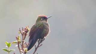 Rainbowbearded Thornbill Chalcostigma herrani Nevados National Natural Park [upl. by Acilegna]