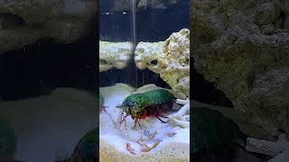 Natures Knockout  Mantis Shrimp vs Crab Showdown [upl. by Ahsiruam41]