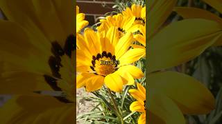 Growing Gazania flowers from seed [upl. by Calandria]