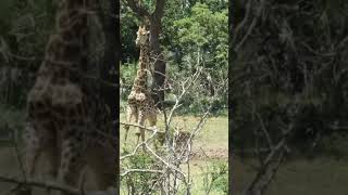 Lion vs Giraffe Who wins Watch till the end FOLLOW for more wildlife footage [upl. by Faydra562]