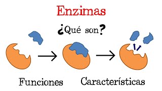 💥 ¿Qué son las Enzimas 💥 Fácil y Rápido  BIOLOGÍA [upl. by Etienne]