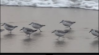 Sanderlings Ocean Beach  San Francisco birds oceanbeach sanfrancisco sanderlings [upl. by Aicilat148]