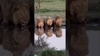 You Won’t Believe How These Lions Share a Drink [upl. by Annayd]