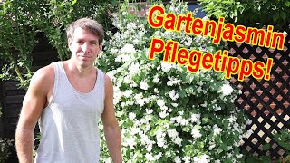 Gartenjasmin  Pfeifenstrauch Pflege Tipps – Gartenjasmin gießen düngen Standort schneiden uvm [upl. by Flo]