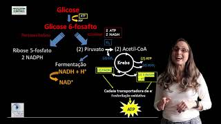 Metabolismo de carboidratos parte I glicÃ³lise e via das pentoses [upl. by Llerral818]