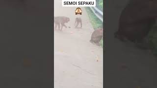 Banyak kera di jalan bukit bangkirai IKN [upl. by Krall]