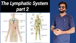 The Lymphatic System Part 2 [upl. by Naus511]