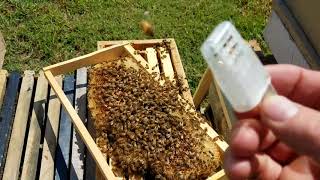 How the bees act when they reject the queen new beekeepers dont miss this [upl. by Nylanna]