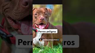 Perros peligrosos que no debes tener si eres cristiano video disponible [upl. by Hurff]