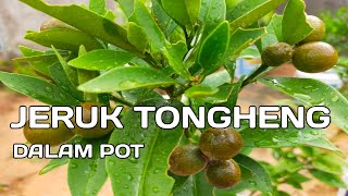 Jeruk tongheng dalam pot [upl. by Armanda]