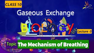 The Mechanism of Breathing I phases of breathing I Inhalation amp Exhalation I Lecture 5 I biology [upl. by Ahsahs801]