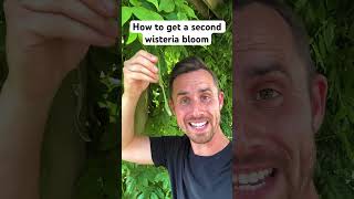 How to summer prune wisteria wisteria gardening garden gardeningtips gardenideas gardener [upl. by Rojam811]